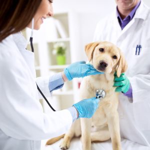 Curso Auxiliar de Veterinária e Pet Shop