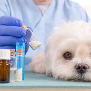Curso Administração de Pet Shop