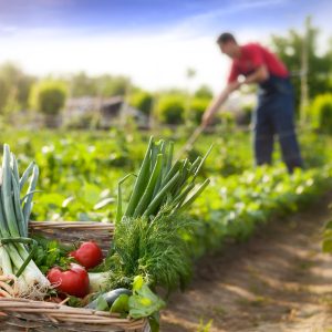 Curso Agricultura Orgânica