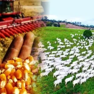 Curso Agropecuária