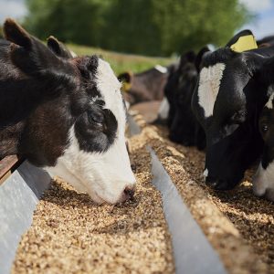 Curso Alimentação Animal Bovino