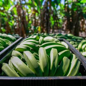 Curso Produção da Banana