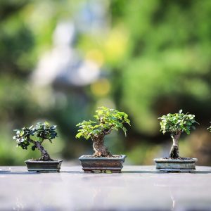 bonsai, trees, plants